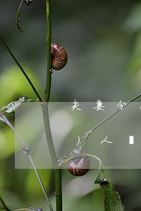 夫妻分居期間所欠債務(wù)是個(gè)人債務(wù)嗎？